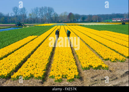 LISSE, Pays-Bas, 11 avril 2016 : deux travailleurs sont contrôle de tulipe jaune fleurs sur un champ près de Lisse, aux Pays-Bas. Banque D'Images