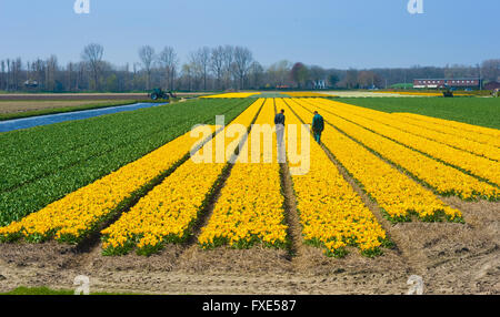 LISSE, Pays-Bas, 11 avril 2016 : deux travailleurs sont contrôle de fleurs jaunes sur un champ près de Lisse, aux Pays-Bas. Banque D'Images