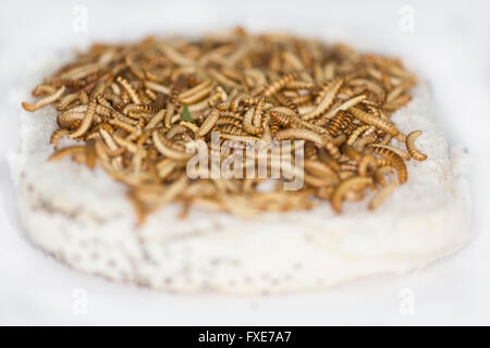 La production à grande échelle des insectes comestibles (vers de farine) en Hollande Banque D'Images