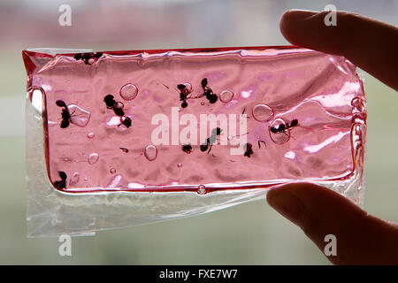 Lollypop avec les insectes (fourmis) à l'intérieur Banque D'Images