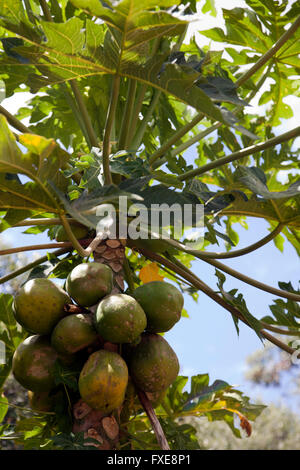 Papaya tree à Babylonstoren ferme près de Franschhoek à Western Cape - Afrique du Sud Banque D'Images