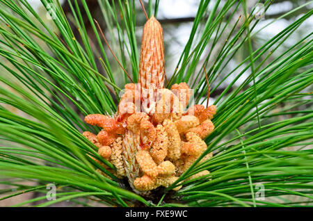 Libre d'un pin cône mâle sur branch Banque D'Images