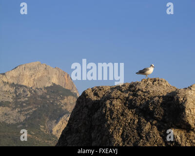 Sea Gull on stone Banque D'Images