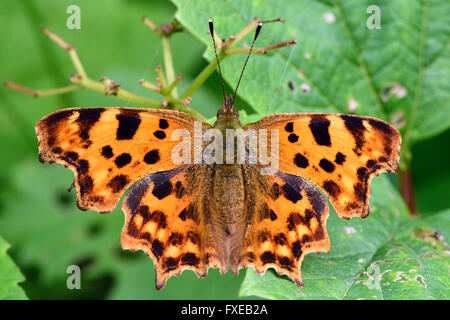 Virgule (Polygonia c-album) à partir de ci-dessus. Forme inhabituelle de la famille Nymphalidae, noir et orange avec la surface supérieure Banque D'Images