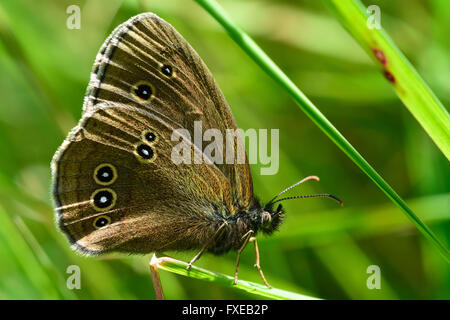 (Un papillon Aphantopus hyperantus). Papillon de la famille des Riodinidae et au repos sur un brin d'herbe, montrant de faux yeux Banque D'Images