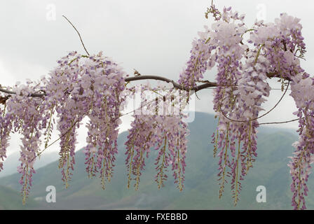 Usine de glycine dans une vieille cour avec d'autres fleurs Banque D'Images