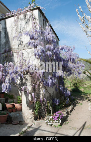 Une belle plante de Wisteria floribunda dans une ancienne cour abandonnés sur les montagnes de fleurs de cerisiers en arrière-plan Banque D'Images