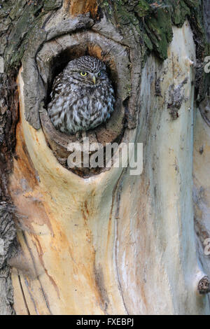Petit hibou / Chouette Minervas ( Athene noctua ), adulte, assis à l'entrée, il s'occupe de son site de nidification naturelle dans un arbre Banque D'Images