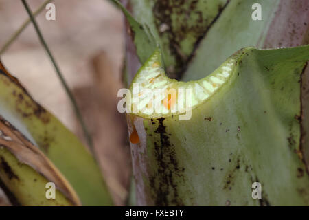 Close up image de l'Ensete ventricosum fraîchement coupés, feuille de bananier d'Abyssinie avec tige dégoulinant de sap Banque D'Images