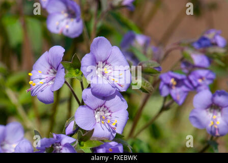 Close up floraison de Polemonium caeruleum Banque D'Images