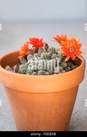 Close up image de la floraison Echinopsis chamaecereus ou également connu sous le nom de cactus d'Arachide Banque D'Images