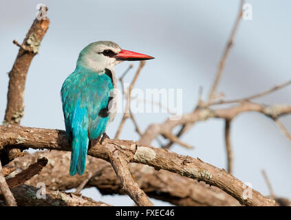 Woodland Kingfisher (Halcyon senegalensis) perché sur une branche dans le parc national Kruger, Afrique du Sud Banque D'Images