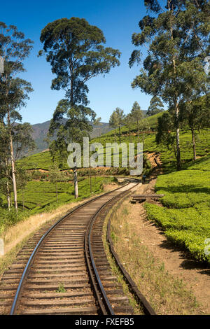 Sri Lanka, voyage en train, Highland Railway, train passant par plantation de thé Banque D'Images