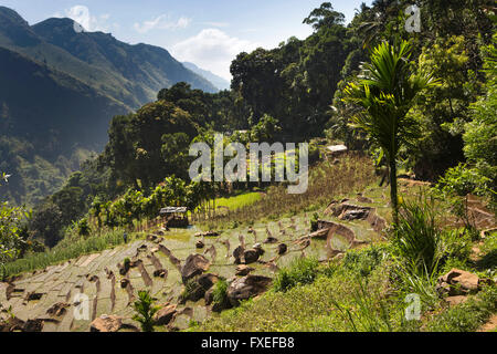 Sri Lanka, Ella et fortement les champs agricoles en terrasses sur le côté d'Ella Rock Banque D'Images