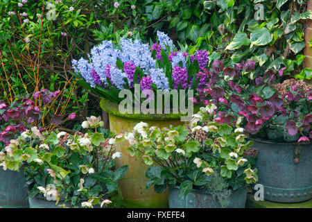 Jacinthes mixtes dans des pots avec de graines hellébores contre un mur couvert de lierre Printemps Norfolk Banque D'Images