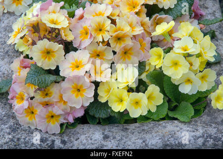 Polyanthus dans jardin en pierre jaune et rose pâle contenant variétés Banque D'Images