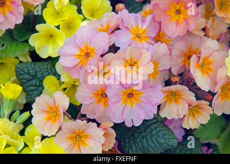 Polyanthus dans jardin en pierre jaune et rose pâle contenant variétés Banque D'Images