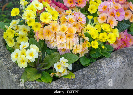 Polyanthus dans jardin en pierre jaune et rose pâle contenant variétés Banque D'Images