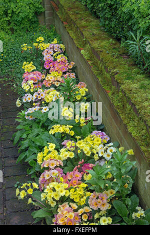 Polyanthus rose et jaune pâle variétés en frontière avec le jardin mur moussu Banque D'Images