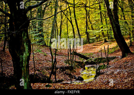 L'automne dans la forêt d'Epping, près de London Banque D'Images