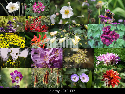 Collage de fleurs de différentes photos de plantes et fleurs en fleurs colorées en automne, Dorset, Angleterre, Grande-Bretagne, Royaume-Uni. Banque D'Images