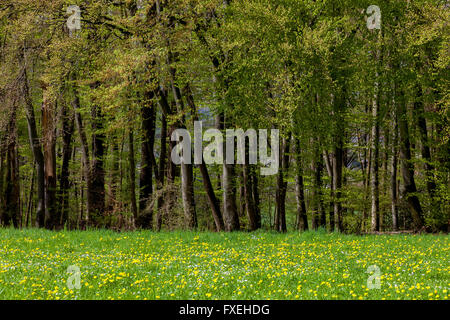 Forêt de hêtre. Printemps. Riehen, canton de Bâle-ville, Suisse. Banque D'Images