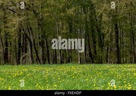 Forêt de hêtre. Printemps. Riehen, canton de Bâle-ville, Suisse. Banque D'Images