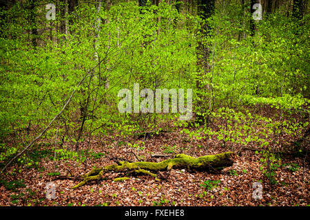 Forêt de hêtre. Printemps. Riehen, canton de Bâle-ville, Suisse. Banque D'Images