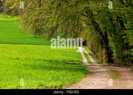 Route de campagne et forêt de hêtres printemps. Riehen, canton de Bâle-ville, Suisse. Banque D'Images