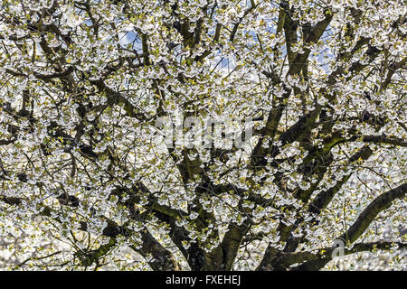 Fleurs et fleurs colorées au printemps suisse. Riehen, canton de Bâle-ville, Suisse. Banque D'Images