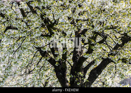 Fleurs et fleurs colorées au printemps suisse. Riehen, canton de Bâle-ville, Suisse. Banque D'Images