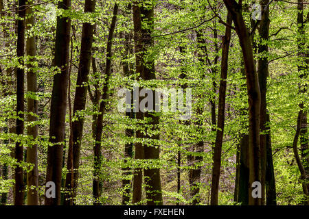 Forêt de hêtre. Printemps. Riehen, canton de Bâle-ville, Suisse. Banque D'Images