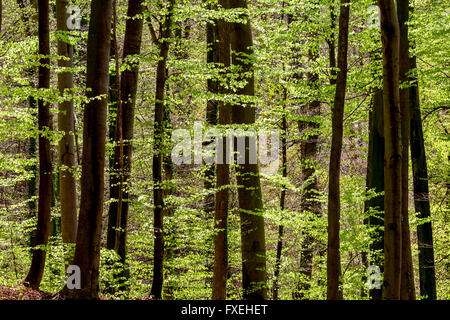 Forêt de hêtre. Printemps. Riehen, canton de Bâle-ville, Suisse. Banque D'Images