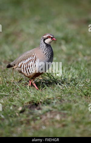 Red-legged partridge Alectoris rufa, seul oiseau sur l'herbe, dans le Warwickshire, Avril 2016 Banque D'Images