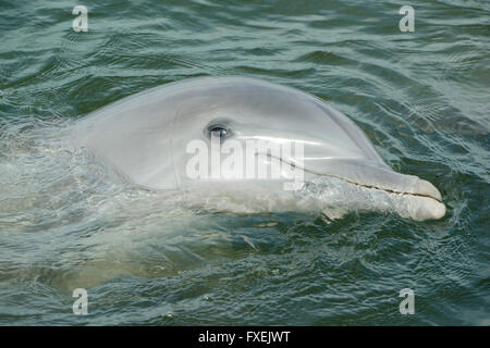 Grand dauphin (Tursiops truncatus) portrait en captivité, Florida Keys, Floride USA Banque D'Images
