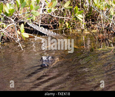 Un grand adulte Alligator, se prélassant au soleil. rencontrés, en roulant le long de la faune des zones sombres,Merritt Island Banque D'Images
