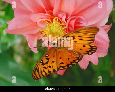 Papillon sur fleur dahlia Banque D'Images