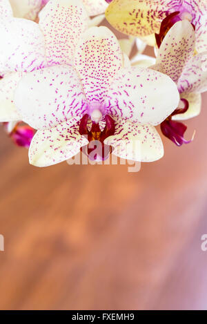 Orchidée, Phalaenopsis aphrodite sur fond de bois hybride Banque D'Images