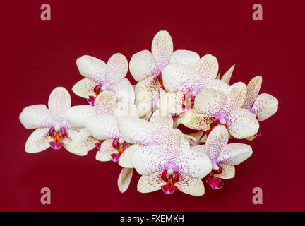 Orchidée, Phalaenopsis hybride aphrodite sur fond rouge Banque D'Images