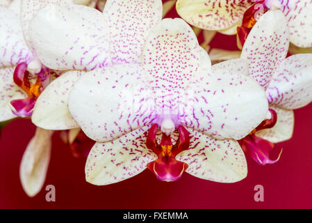 Orchidée, Phalaenopsis hybride aphrodite sur fond rouge Banque D'Images