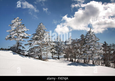 Station de ski en hiver et le Japon merveilleux crée des scènes naturelles lorsque les arbres sont chargés de neige Banque D'Images