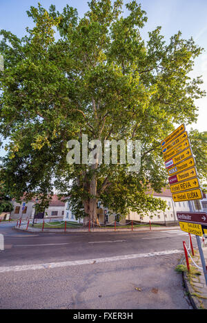 Londres énorme platane (Platanus acerifolia, Platanus hispanica) à Mikulov ville, région de la Moravie, République Tchèque Banque D'Images