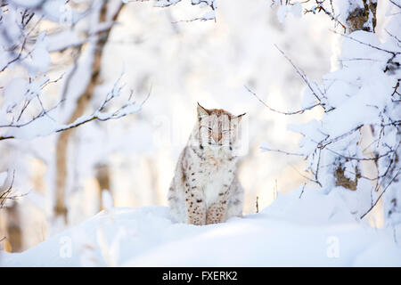 Sleepy mignon cub lynx dans la forêt d'hiver froid Banque D'Images