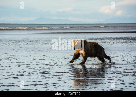 Sauvages adultes Ours brun, Ursus arctos, courir sur les battures du Cook Inlet, Alaska, USA Banque D'Images