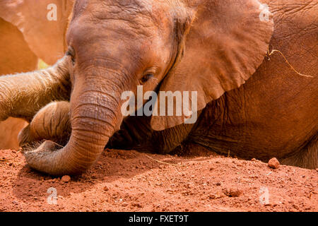 Mignon bébé éléphant orphelin, Loxodonta africana, en prenant un bain de poussière à l'Orphelinat Sheldrick, Nairobi, Kenya, Afrique Banque D'Images