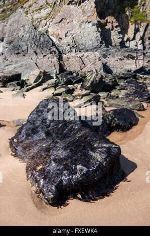 Lisses, brillants seaweed drapé sur des pierres à Marloes sands, Pembrokeshire, Pays de Galles. Banque D'Images