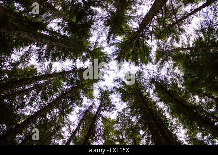 Jusqu'à à travers les arbres Banque D'Images