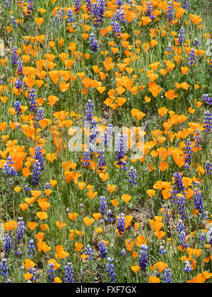 Coquelicots de Californie et de lupins couvrir le flanc de la colline de Figueroa mountain dans la vallée de Santa Ynez. Banque D'Images