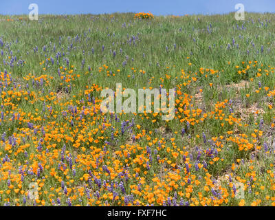 Coquelicots de Californie et de lupins couvrir le flanc de la colline de Figueroa mountain dans la vallée de Santa Ynez. Banque D'Images