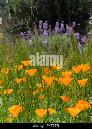 Coquelicots de Californie et de lupins couvrir le flanc de la colline de Figueroa mountain dans la vallée de Santa Ynez. Banque D'Images